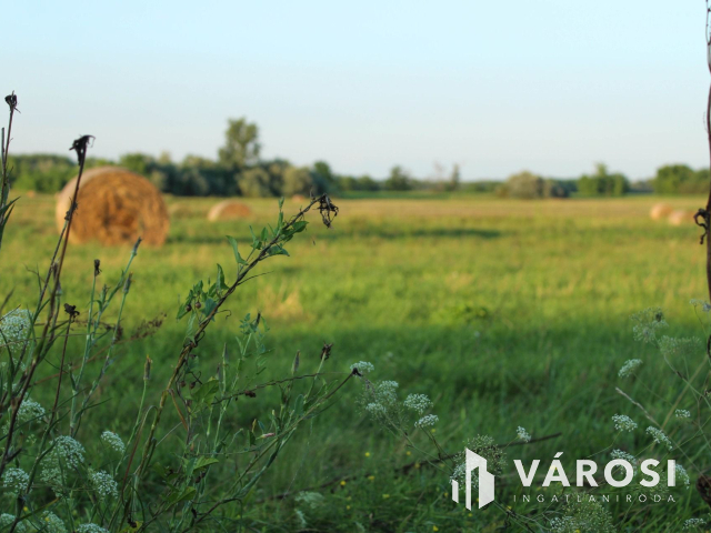 15 hektáros birtok Szegedhez közel