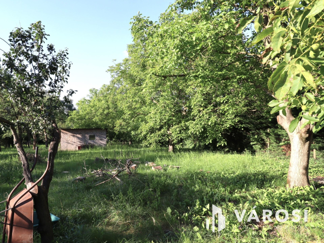 Diófák sokasága, eladó telek Töltéstava