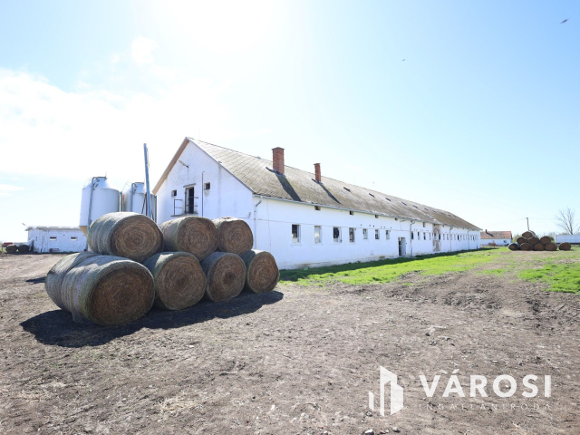 Eladó sertéstelep Szeghalom határában 11 ha területen