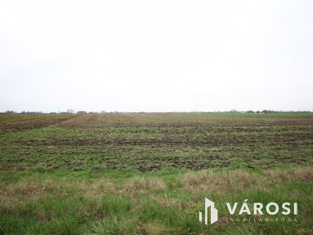 Domaszék határában termelhet