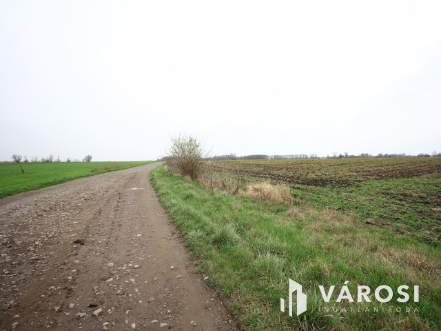 Domaszék határában termelhet