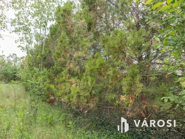 Domaszéki földterület, fákkal díszített